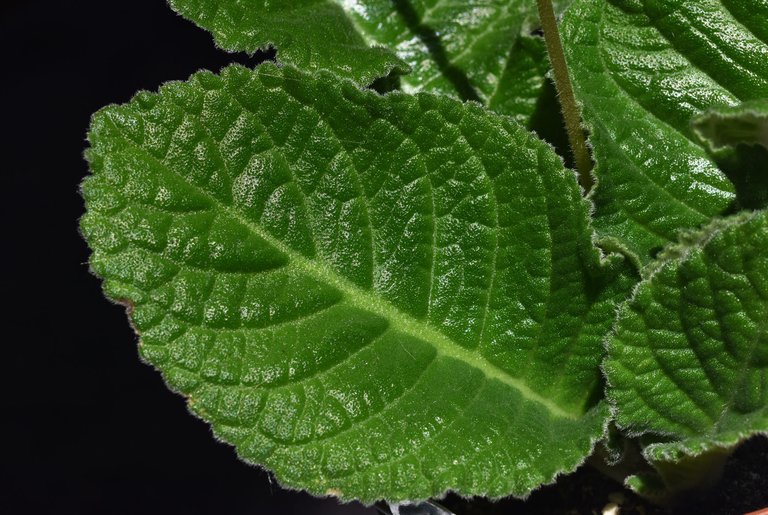 Streptocarpus light purple leaf 2.jpg