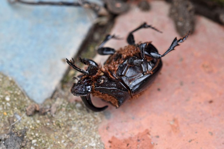 Horned Dung Beetle 7.jpg