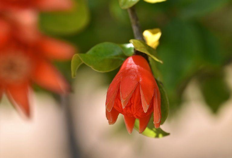 pomegranate flowers 4.jpg