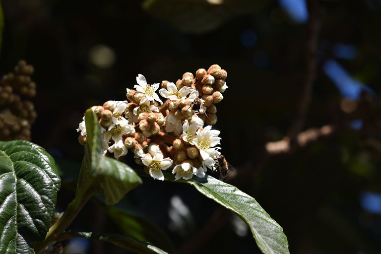 bee loquat flowers 6.jpg