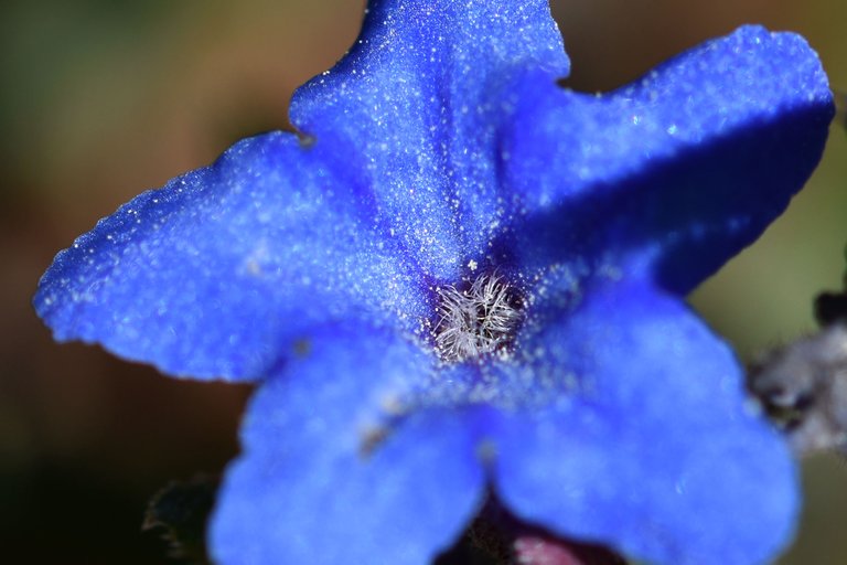 Lithodora prostrata blue wildflower 13.jpg