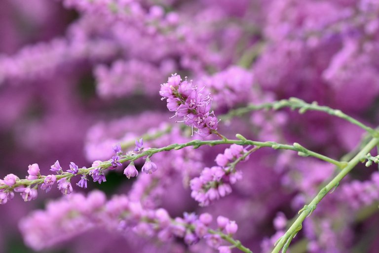 Tamarisk pink flowers 5.jpg