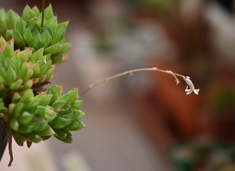 Haworthia cooperi flowers 2.jpg