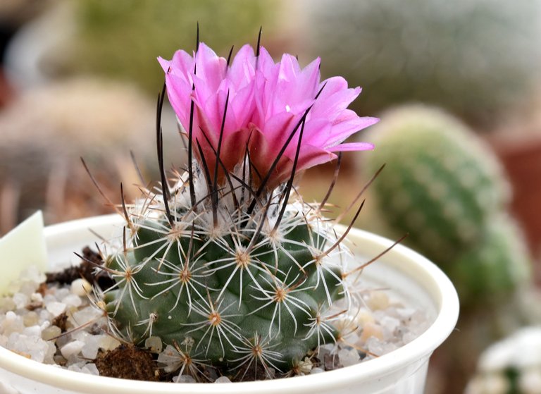 Turbinicarpus Viereckii pink flower  2.jpg