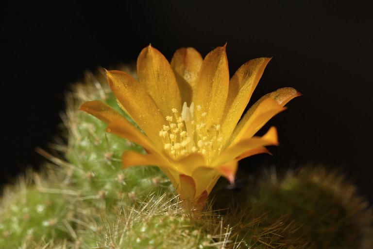 Rebutia Fabrisii var. Aureiflora 2020 3.jpg