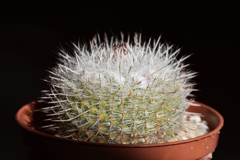 mammilaria no id buds 3.jpg