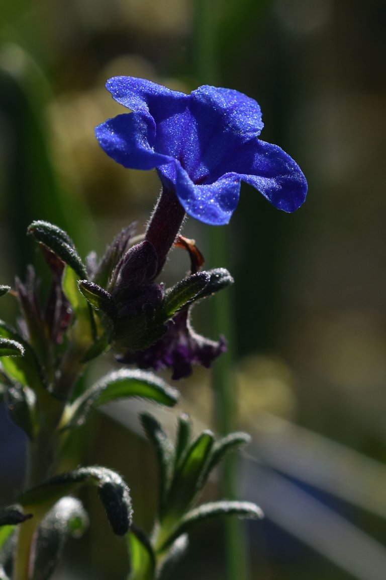 Lithodora prostrata blue wildflower 7.jpg