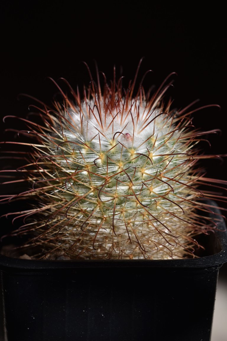 Mammillaria Bombycina 2021.jpg