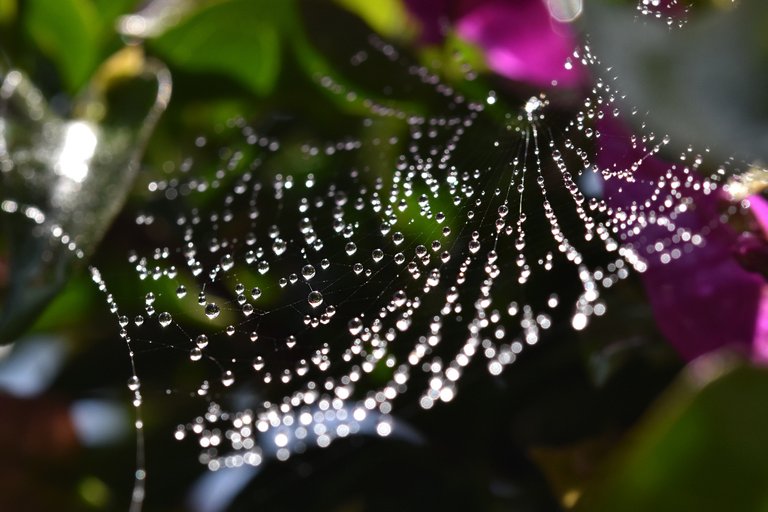 waterdrops spiderweb Bougainvillea 7.jpg