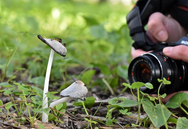 Coprinus lagopus ink cap park 4.jpg