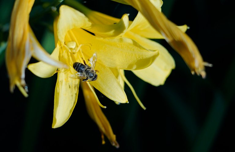 Lily bee crab spider 4.jpg