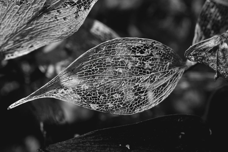 leaf lace drystuff bw 4.jpg