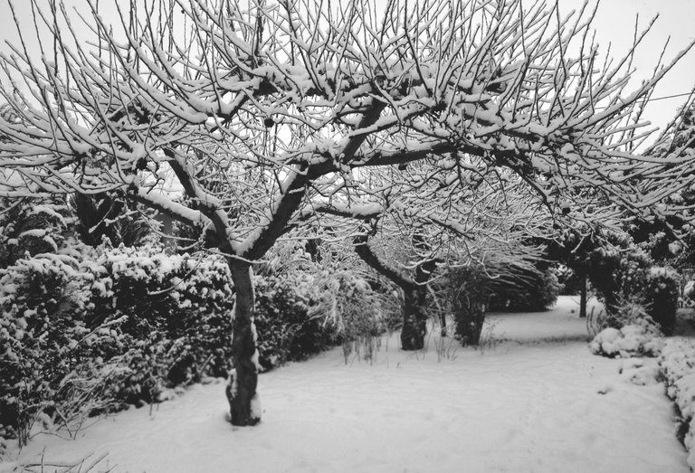 winter snow garden bw 11.jpg