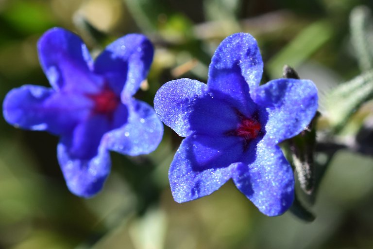 Lithodora prostrata blue wildflower 8.jpg
