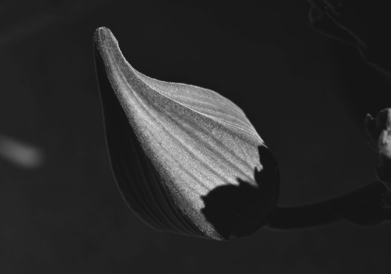 Stapelia Gigantea bud bw 1.jpg