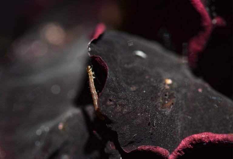 Rose Budworms caterpillar 4.jpg