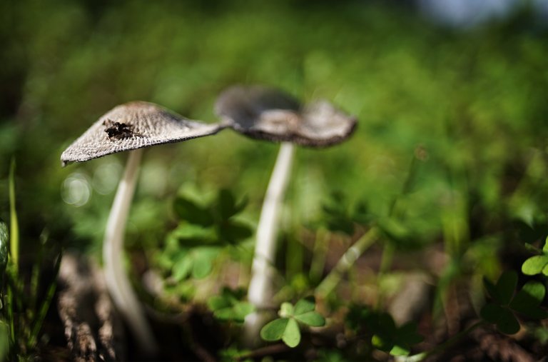 Coprinus lagopus ink caps zeiss 5.jpg