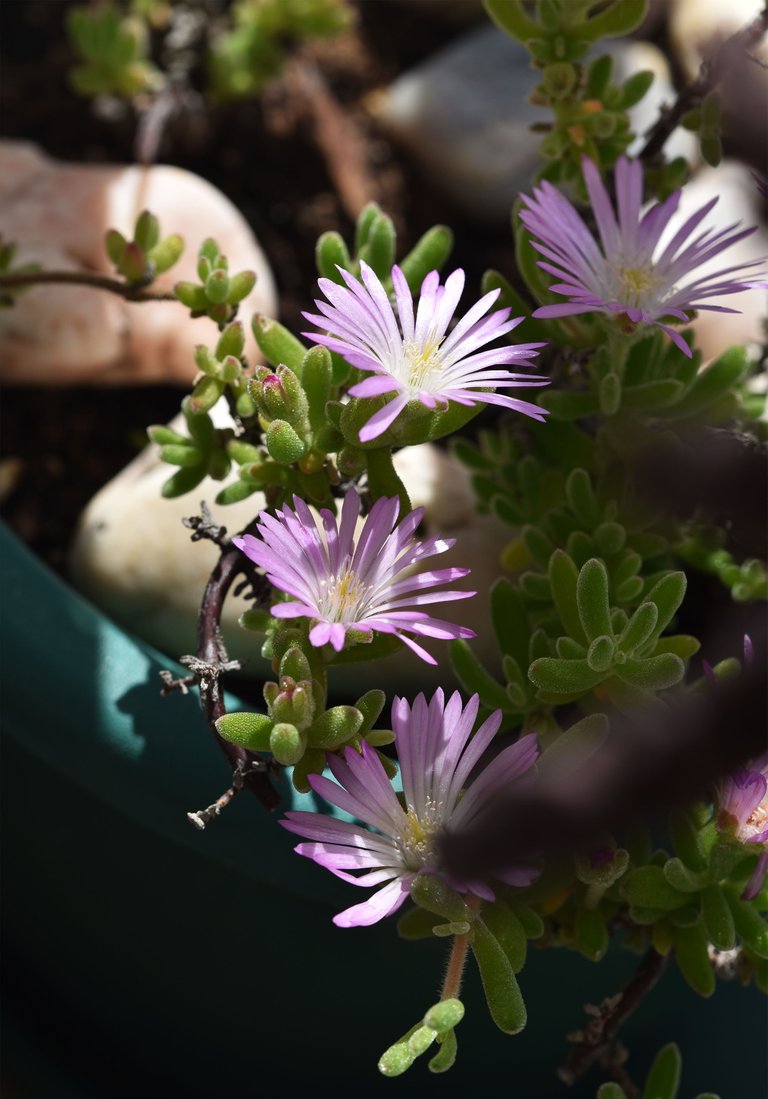 Drosanthemum flowers 6.jpg