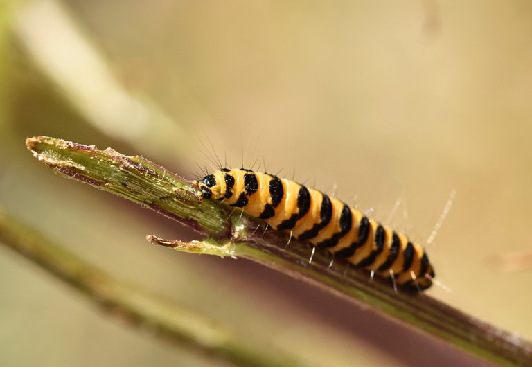 Cinnabar moth caterpillar 7.jpg