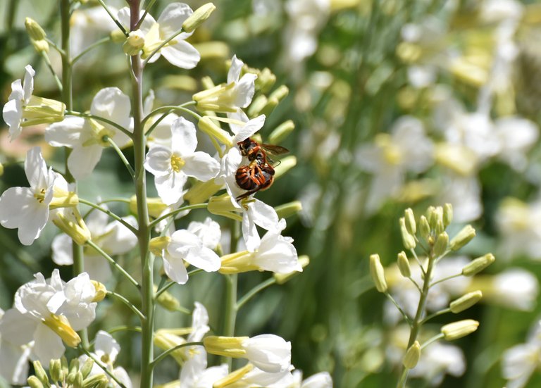 orange wasp cabbage flower 2.jpg