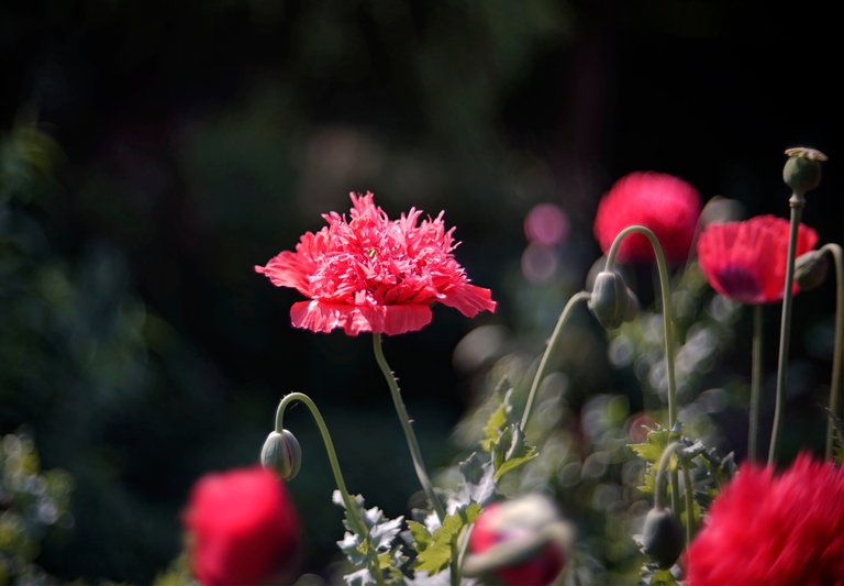 poppies garden bokeh 3.jpg
