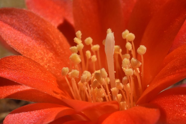 Rebutia hybrid flower 2.jpg