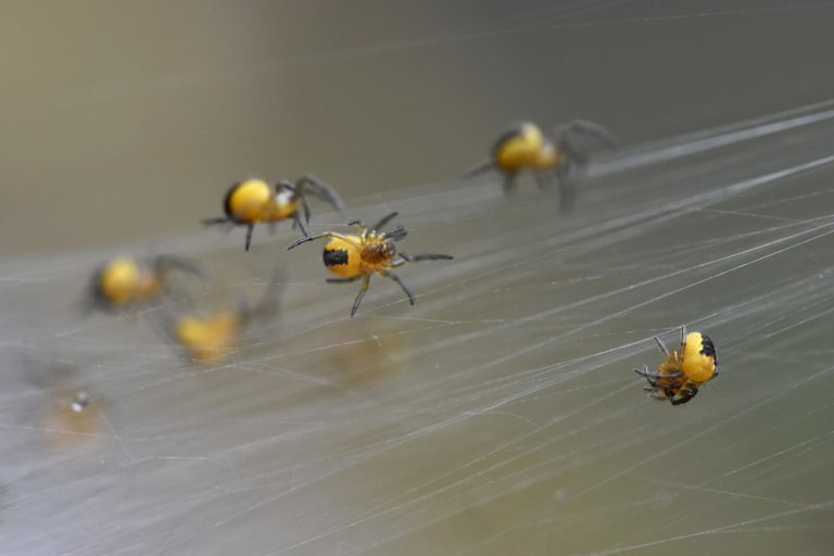 Araneus diadematus yellow baby spiders 8.jpg