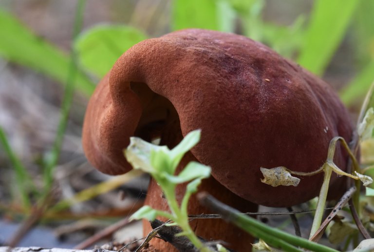 mushrooms fat brown 1.jpg