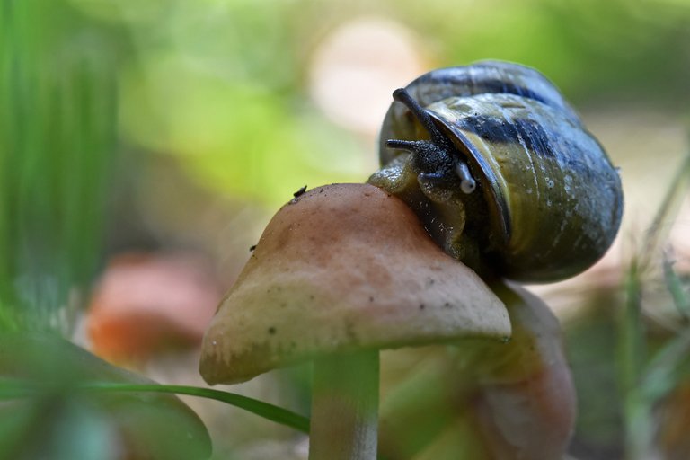 snail mushroom garden 3.jpg