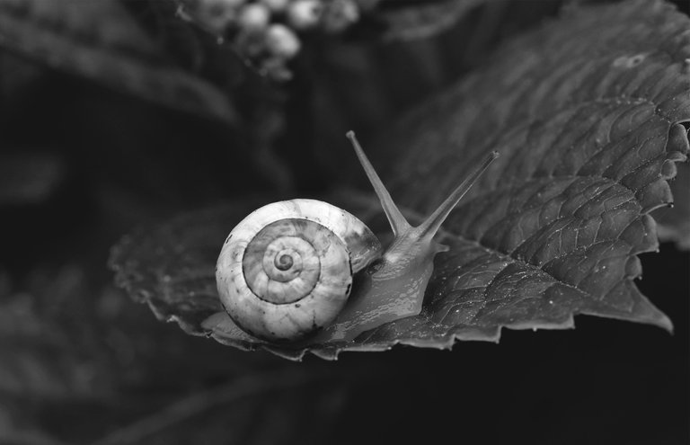 snail hydrangea bw 1.jpg