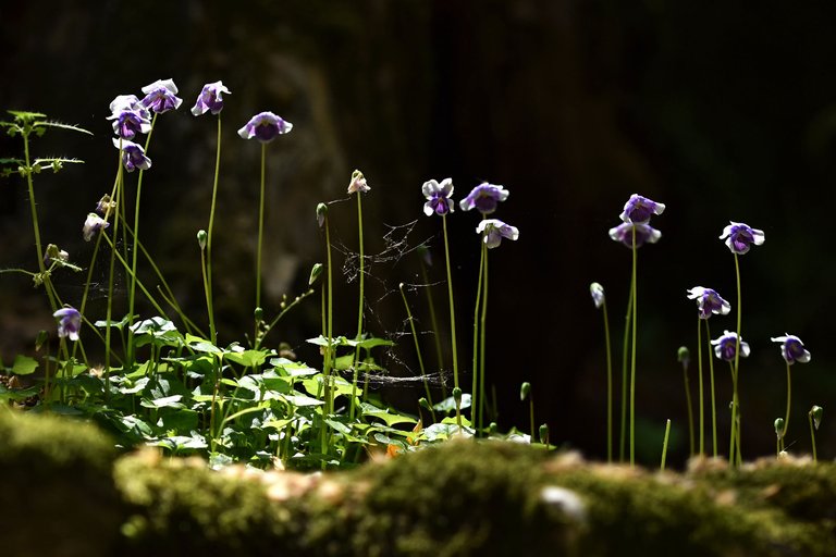 Viola hederacea violet 4.jpg