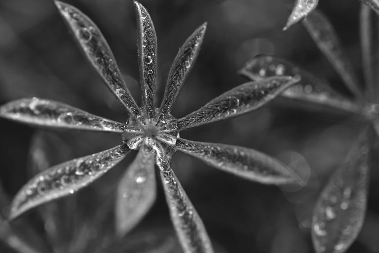 Lupine leaf waterdrops bw 2.jpg