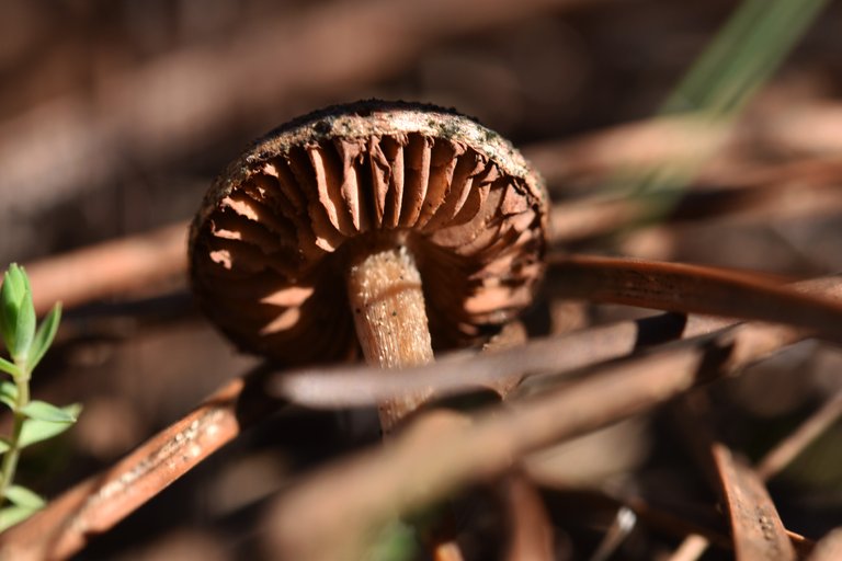 mushroom dry pines 6.jpg