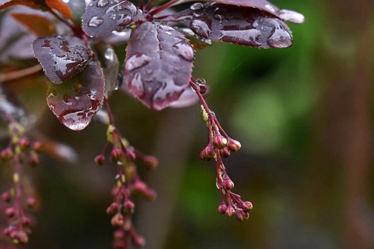 Barberry flowers wtaredrops 3.jpg