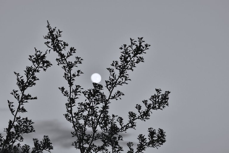 moon branches bw 6.jpg