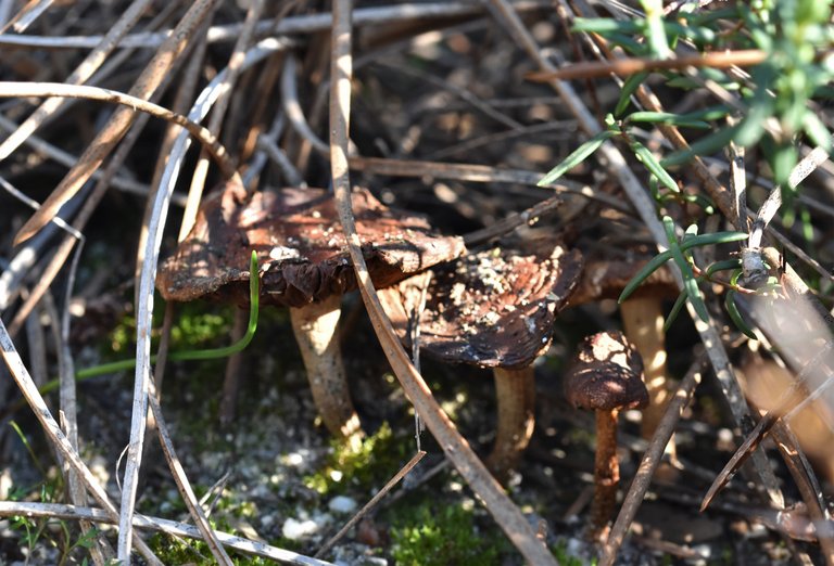 mushroom dry pines 3.jpg