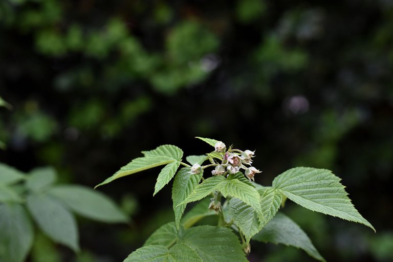 Small Blue Butterfly raspberry flower 8.jpg