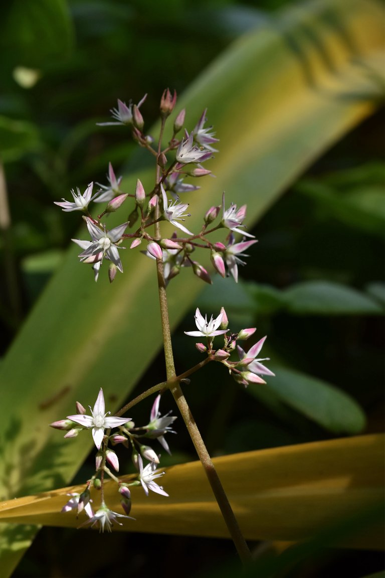 Crassula multicava succulent flower 3.jpg