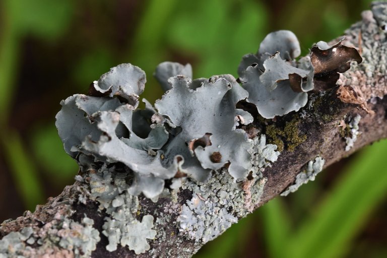 Grey lichen Parmelia 2.jpg