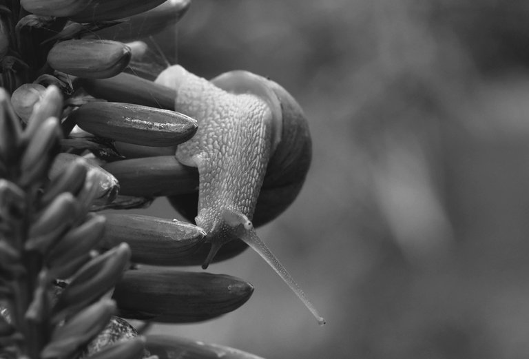 snail aloe flower bw 2.jpg