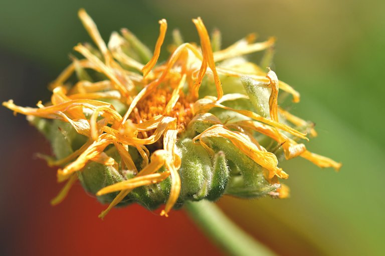 yellow calendula garden 4.jpg