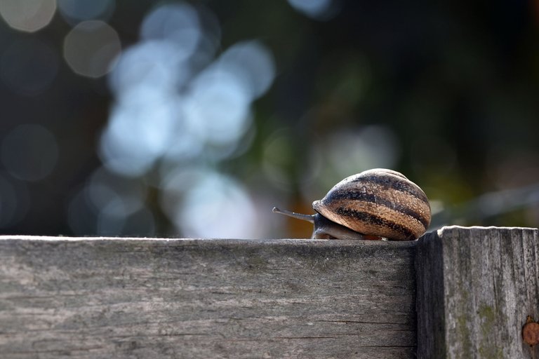 snail fence 7.jpg