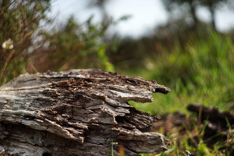 wood helios bokeh.jpg