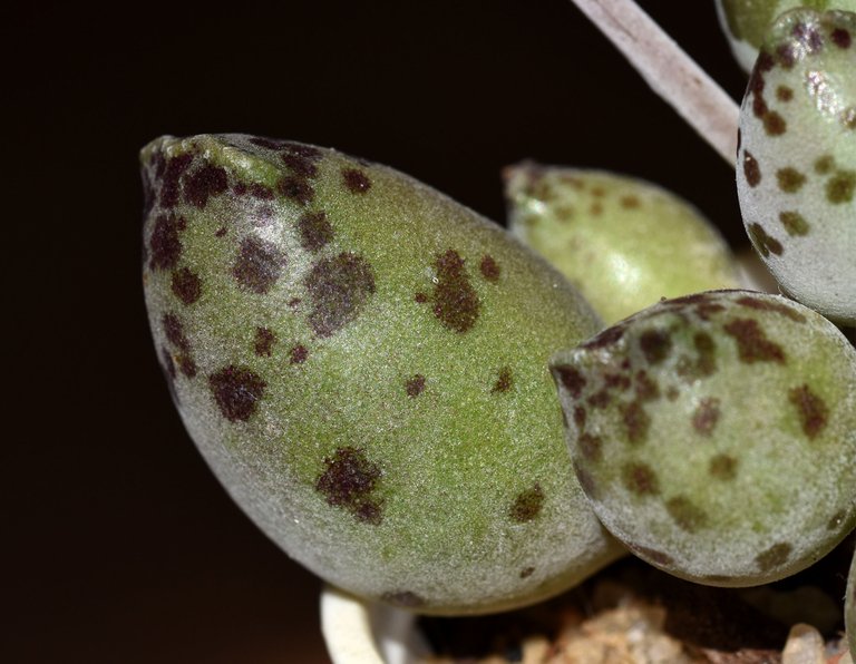 Adromischus festivus flower 5.jpg