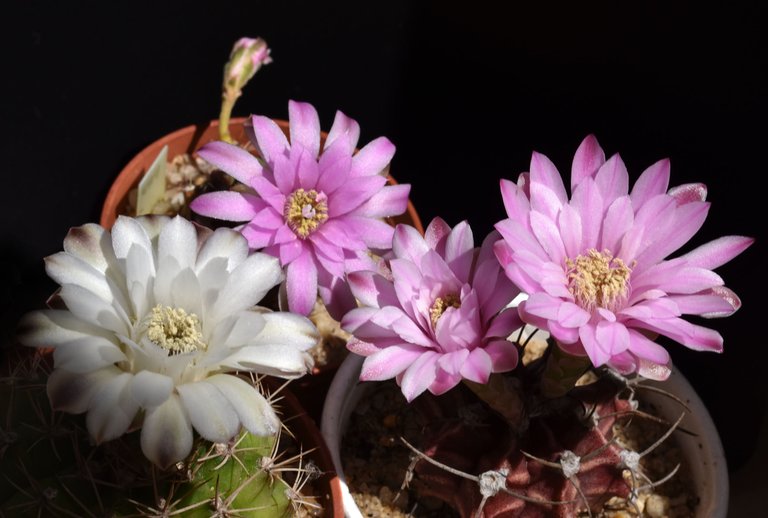 Gymnocalycium x3 flowers 3.jpg