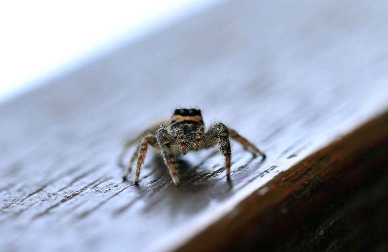 Jumping spider stairs pl 4.jpg