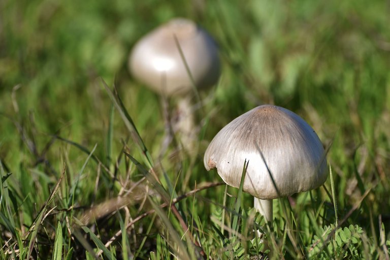 Silky white mushroom lawn 4.jpg