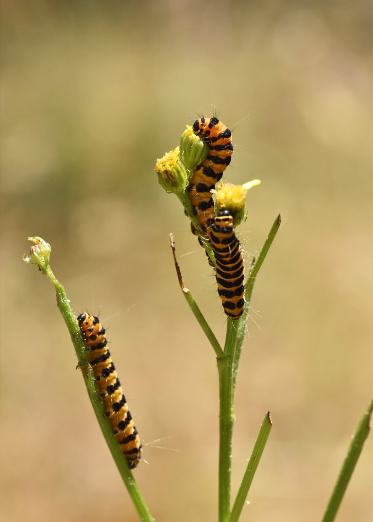 Cinnabar moth caterpillar 3.jpg