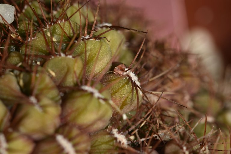 Sulcorebutia frankiana 2021 buds 2.jpg