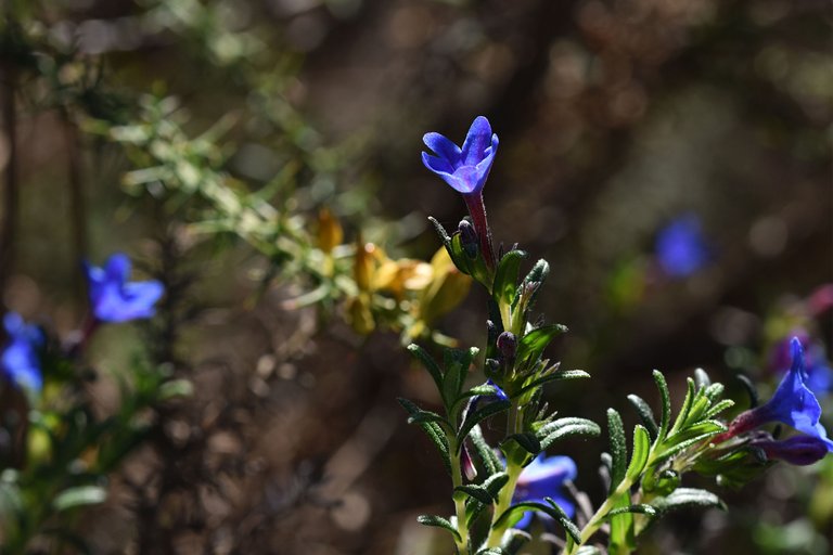 Lithodora prostrata blue wildflower 14.jpg